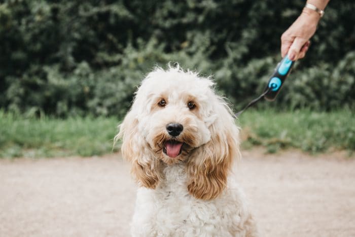 Cute dog breed, a cockapoo, on a leash