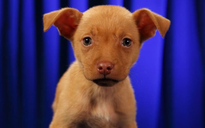 Meet Puppy Bowl VIII's Starting Lineup - Parade Pets