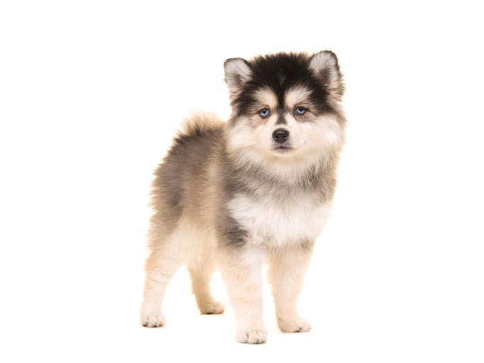 Cute dog breed, a Pomsky