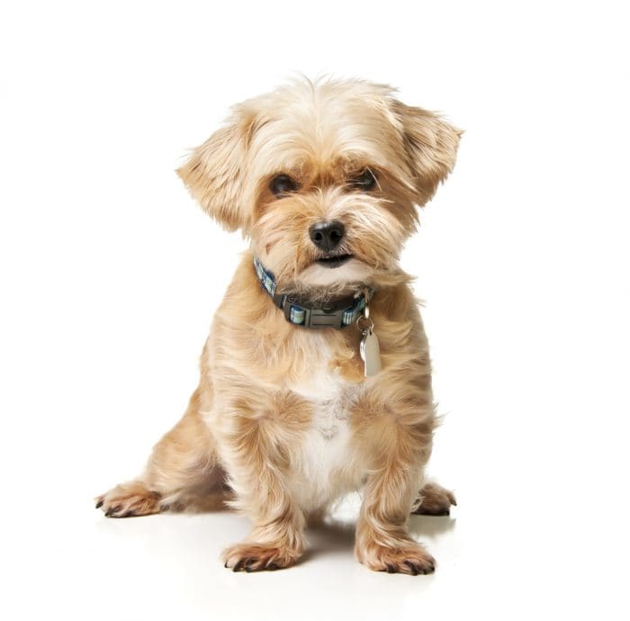 Cute dog breed, a Shorkie