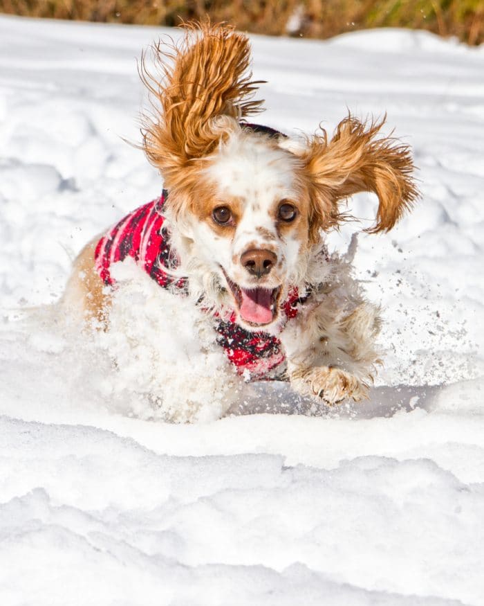 Cutest dog breed, a Docker, running in snow