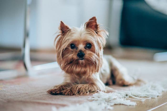 One of the cutest dog breeds, the Yorkshire terrier