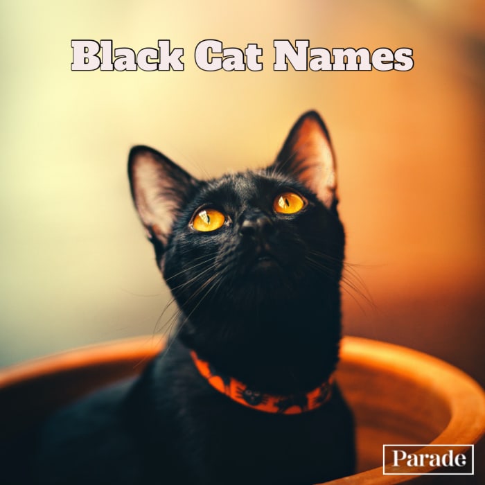 150 Best Black Cat Names, Female and Male - Parade Pets