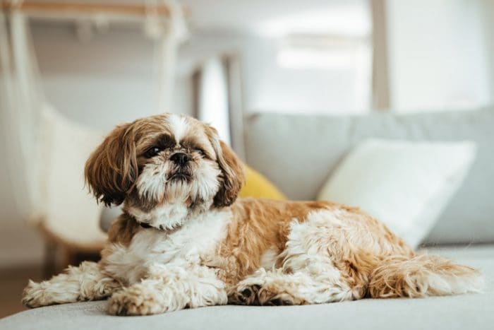 Cute dog breed, a Shih Tzu