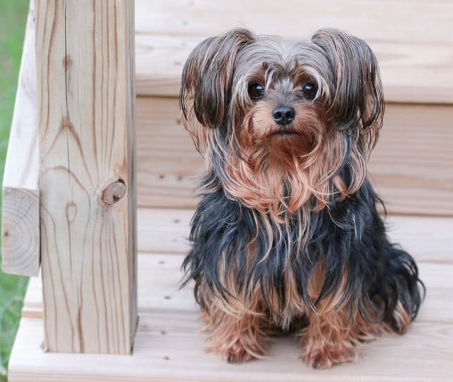 Cute dog breed, a Yorkiepoo dog, on wood stairs