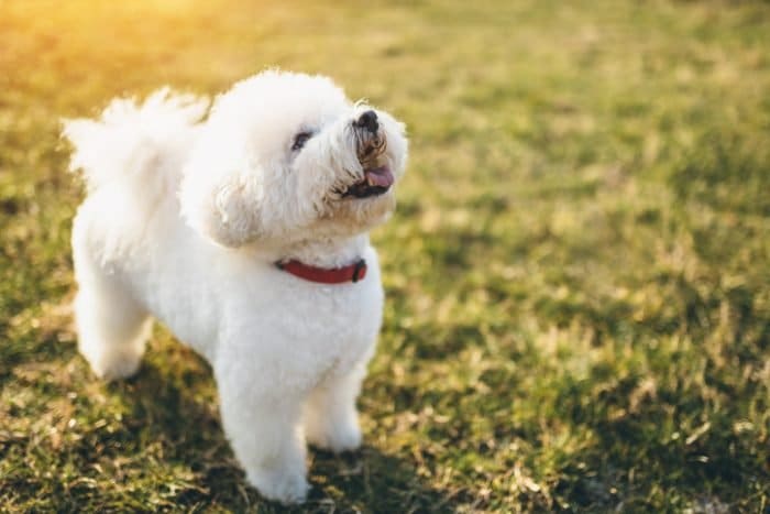 Cute dog breed, Bichon Frisé, in a field