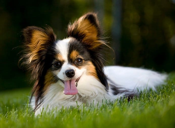 Cute dog breed, Papillon, in grass