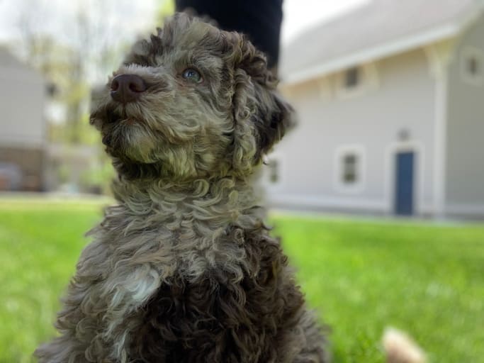 Cutest dog breed, a Whoodle puppy, in grass in front of a house