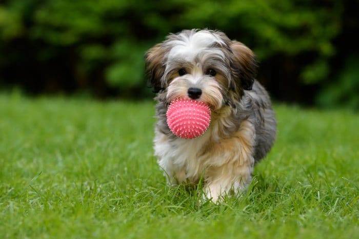 Cutest dog breed, a Havanese, carrying a pink ball in a grass field