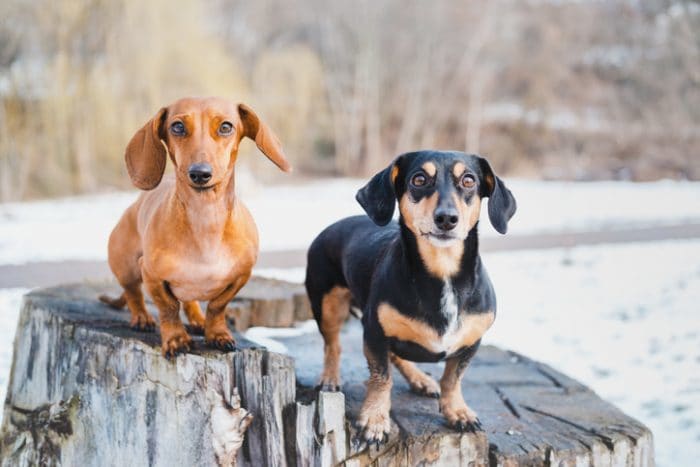 Cute dog breed, Dachshunds on a tree stump