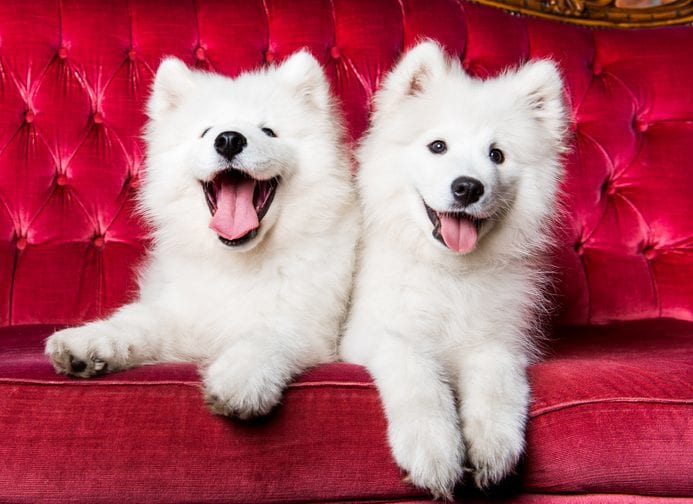 One of the cutest dog breeds, the Samoyed on a plush, red couch