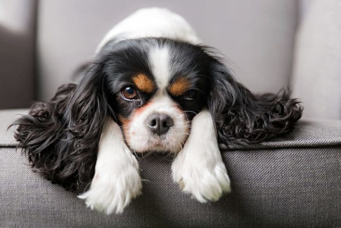 Cute dog breed, a Cavalier King Charles spaniel, lounging on chair