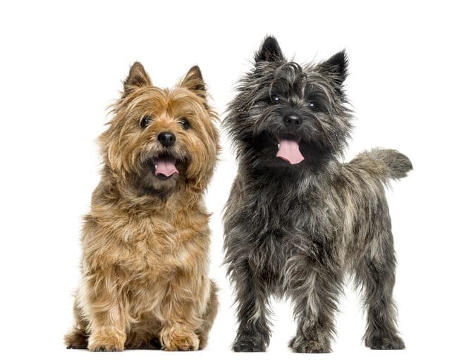 One of the cutest dog breeds, Cairn terriers