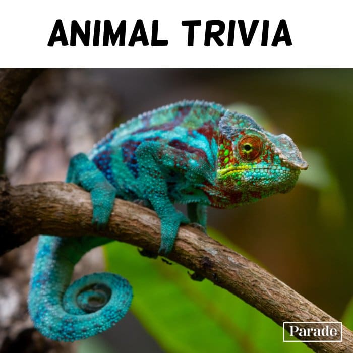 100 Animal Trivia Questions with Answers for Kids & Adults Parade Pets