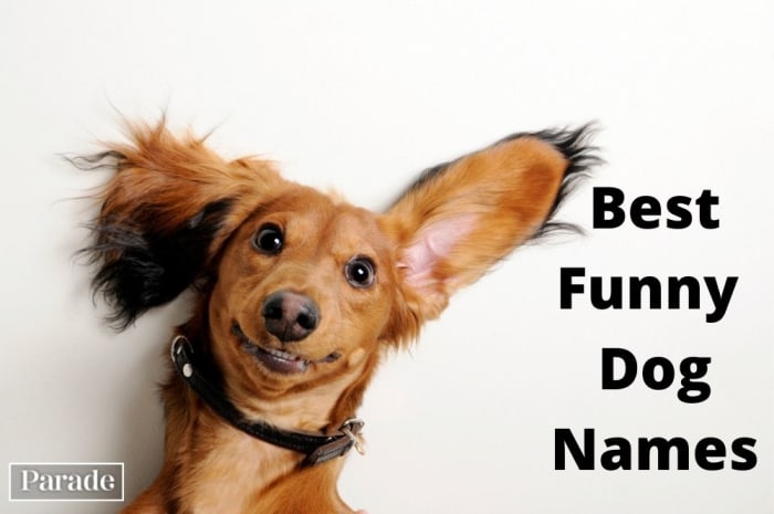 Best Funny Dog Names