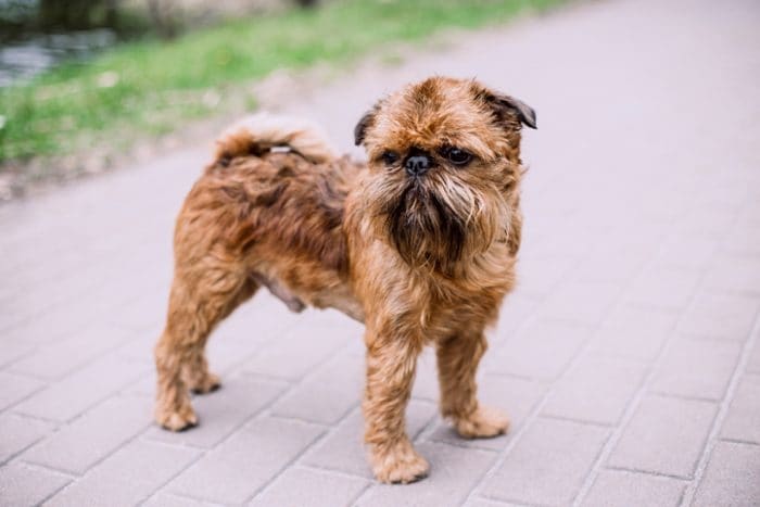 Cute dog breed, the Brussels Griffon