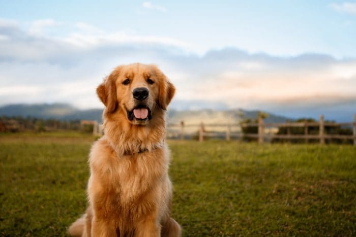 One of the cutest dog breeds, the Golden Retriever in a field