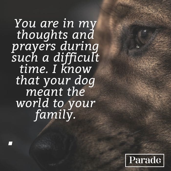 100+ Pet Loss Messages To Write in a Sympathy Card - Parade Pets