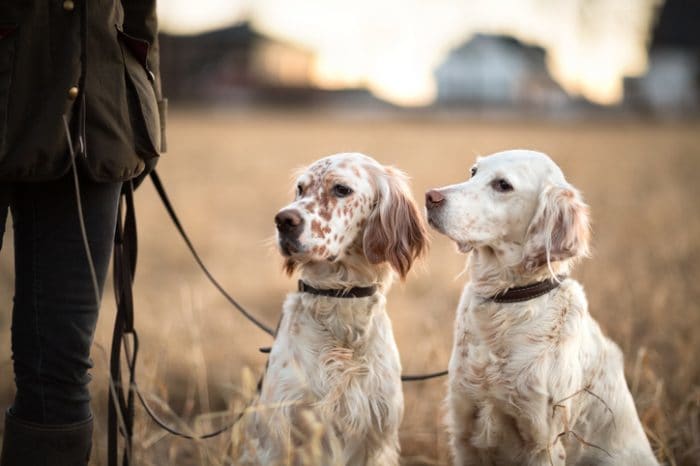 Cute dog breed, an English Setter, two of them in a field on leashes