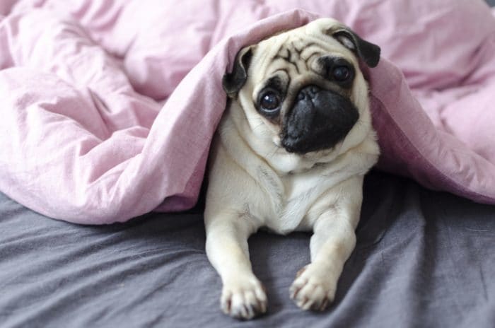 Cute dog breed, a pug, under pink comforter