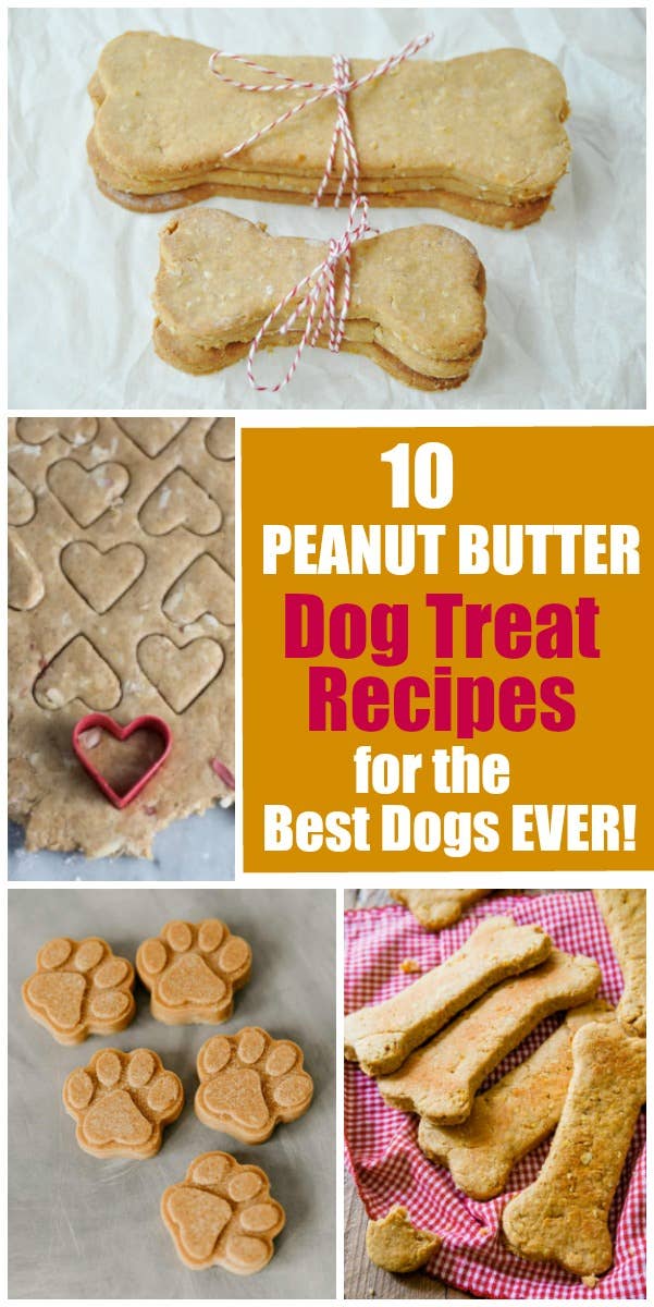 10 Homemade Peanut Butter Dog Treats for Dogs Best Dog Treats