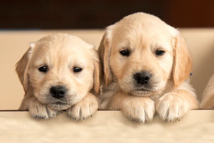 Cute dogs, two golden retriever puppies