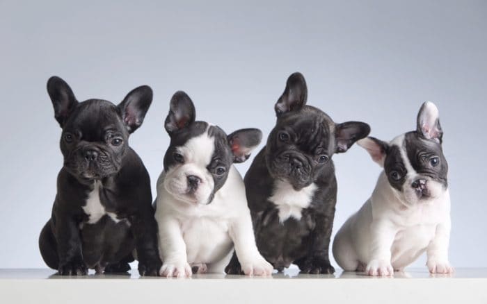 Cute dog breed, the French Bulldog puppy