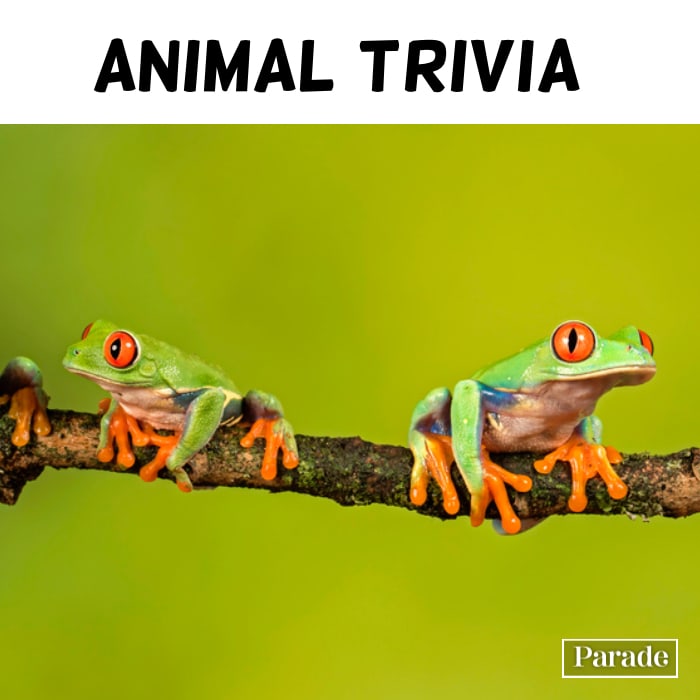 100 Animal Trivia Questions with Answers for Kids & Adults Parade Pets
