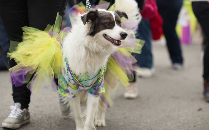 fox 8 mardi gras pets