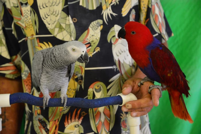 Photo courtesy of Feathered Friends Forever.