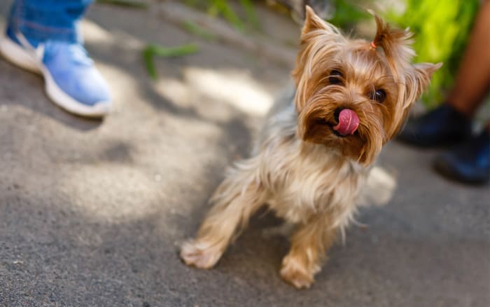 Meet 14 Adorable Dogs With Famous Owners - Parade Pets