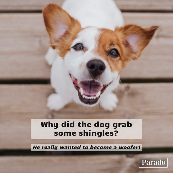 75 Funny Dog Jokes To Make You Howl Parade Pets