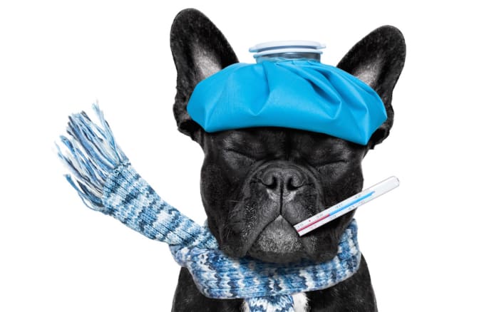 What You Need to Know About Dogs and the Flu - Parade Pets