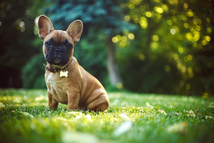 150-best-boy-dog-names-for-big-and-small-male-pups-parade-pets