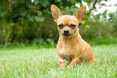 50 Ugly Dog Breeds You'll Love - Parade Pets