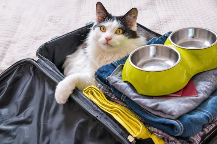 5 Tips for Safe Holiday Travel With Pets - Parade Pets