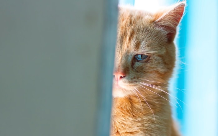 Do Cats Cry Tears When They're Sad? - Parade Pets