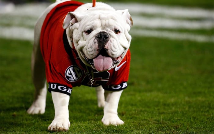 The Top 5 Dog Mascots in College Football - Parade Pets