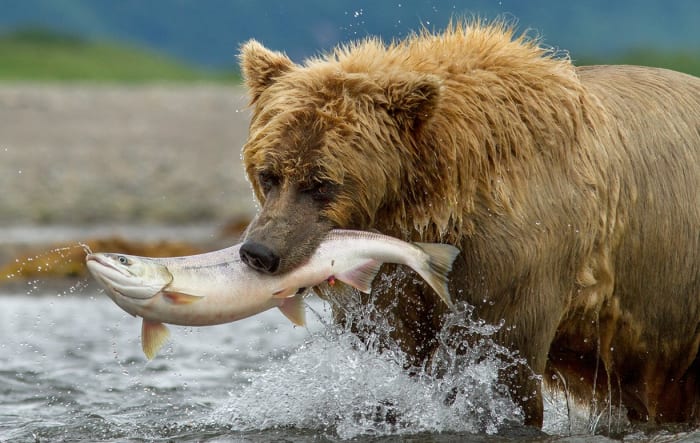 Exclusive Clip: Intimate Encounters with Wolves in Disneynature: Bears