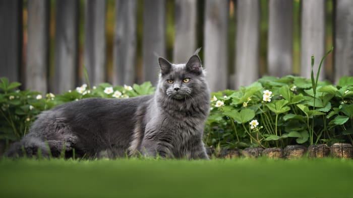 Chef Bobby Flay Celebrates His Gorgeous Maine Coon Cat Canelo's ...