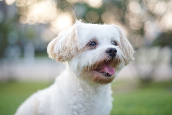 250 Unique Male Dog Names For Boy Pooches Parade Pets 250-unique-male-dog-names-for-boy-pooches-parade-pets
