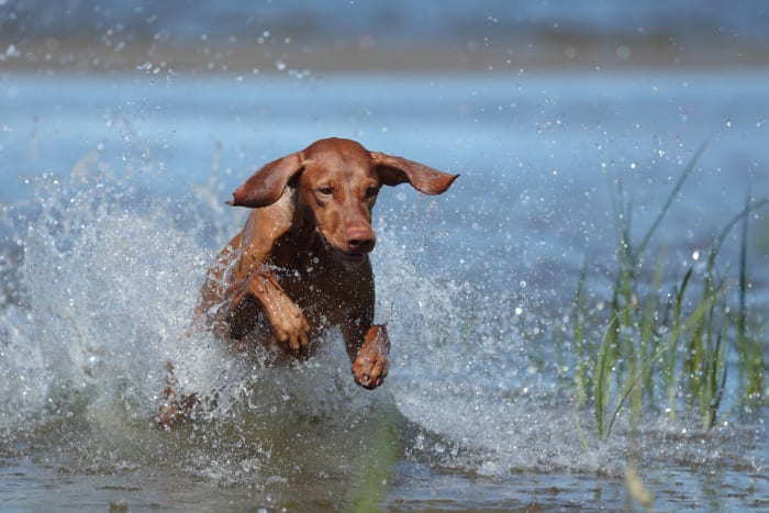 300-badass-dog-names-parade-pets