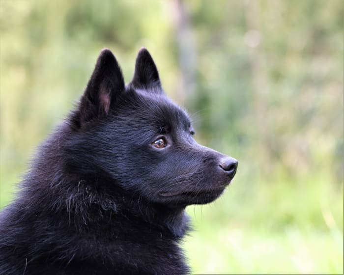 15 Dog Breeds That Look Like Foxes - Parade Pets