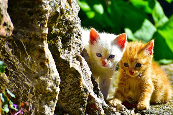 175 Spanish Cat Names Male And Female Ideas Parade Pets