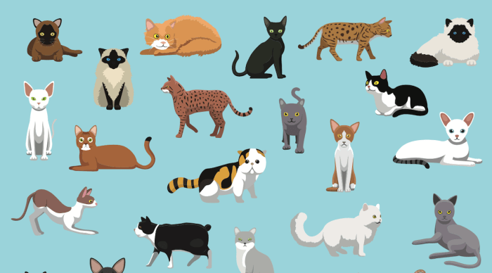 21 Most Popular Cat Breeds In The U.S. In 2022 - Parade Pets