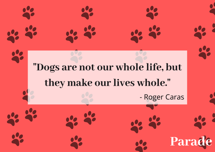 300 Best Pet Quotes to Share Your Love of Animals - Parade Pets