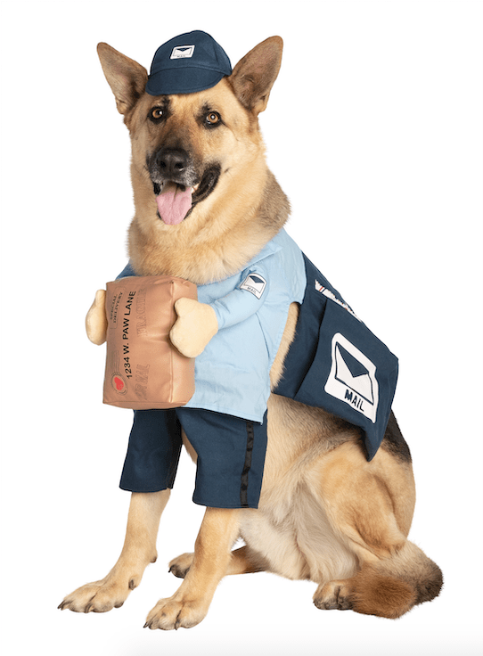 40 Best Dog Halloween Costumes (2021) — Cute Dog Costumes for Halloween ...