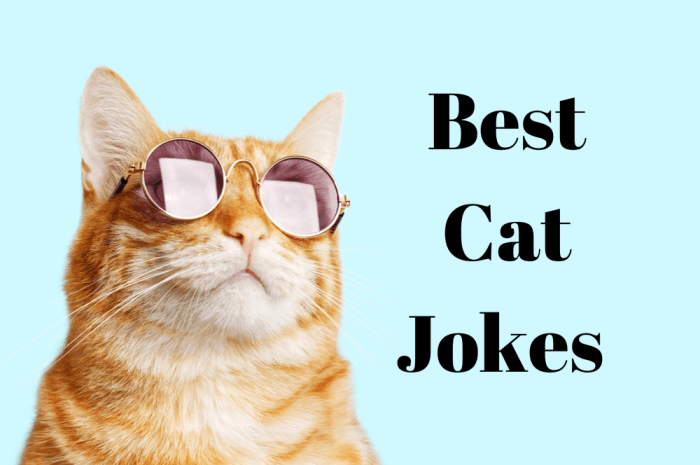 50 Funny Cat Jokes Fur You Right Meow - Parade Pets