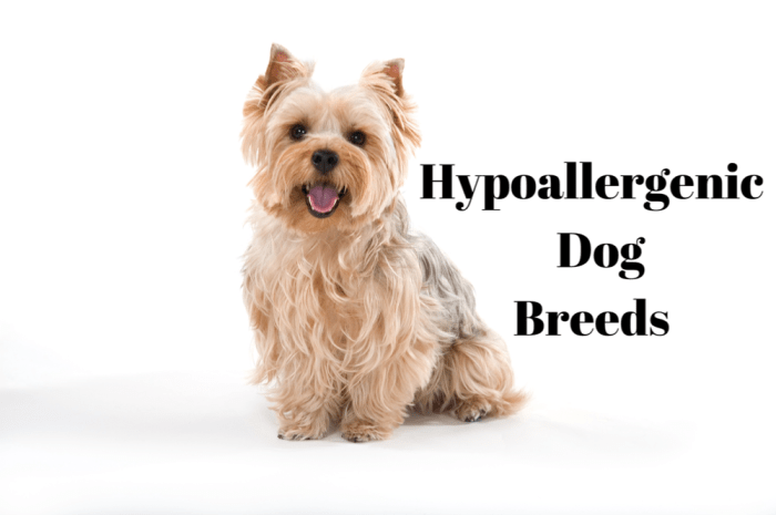 25 Hypoallergenic Dogs: Breeds That Don't Shed - Parade Pets