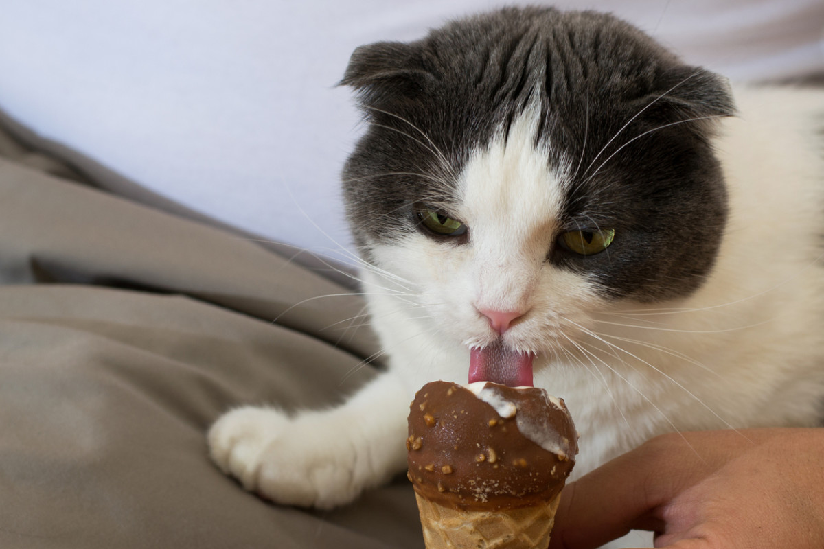 Can Cats Eat Chocolate? Veterinarians Share the Answer Parade Pets